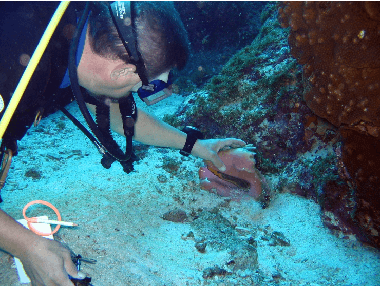 Photo by: Flower Garden Banks Marine Sanctuary